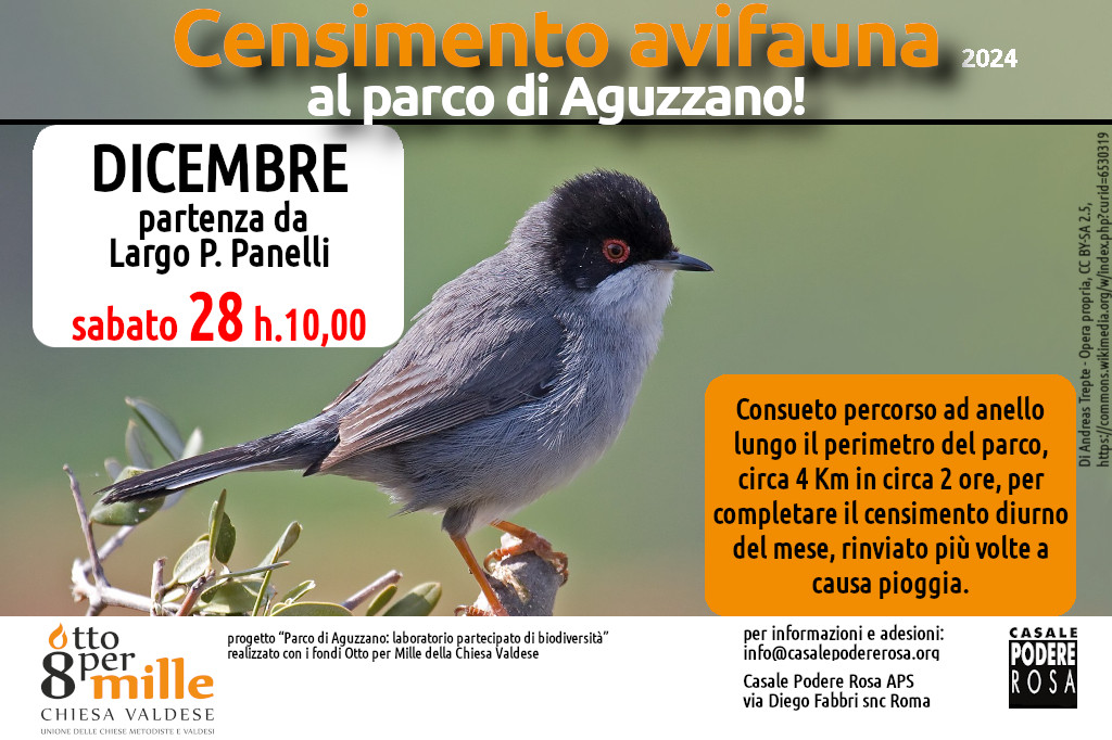 Censimento dell’avifauna, appuntamenti sul campo: sabato 28 dicembre 2024