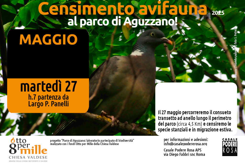 Censimento dell’avifauna, appuntamenti sul campo: martedì 6 e 27 maggio 2025